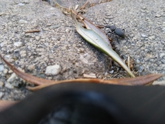 Cephalostenus orbicollis