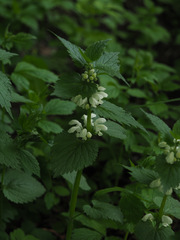 Lamium album