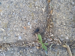 Cephalostenus orbicollis