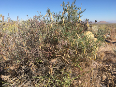 Astragalus jaegerianus