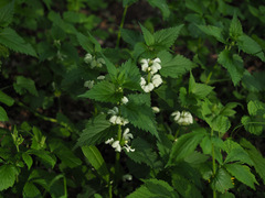 Lamium album