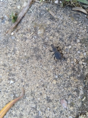 Cephalostenus orbicollis