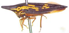 Polyglypta costata