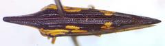 Polyglypta costata