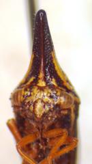 Polyglypta costata
