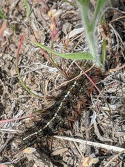 Apantesis nevadensis