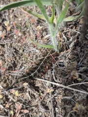 Apantesis nevadensis