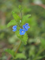 Veronica chamaedrys