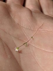 Leptosiphon septentrionalis