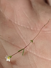 Leptosiphon septentrionalis