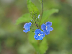 Veronica chamaedrys