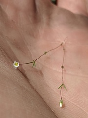 Leptosiphon septentrionalis
