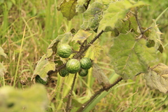 Solanum myriacanthum