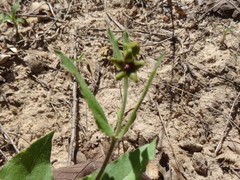 Matelea cynanchoides