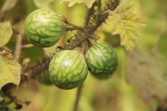 Solanum myriacanthum