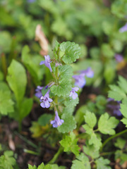 Glechoma hederacea
