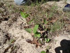 Matelea cynanchoides