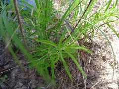 Monarda punctata punctata