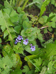 Glechoma hederacea