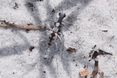 Ellipsoptera hirtilabris