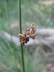 Juncus amabilis
