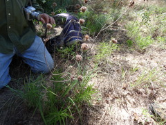 Monarda punctata punctata