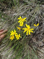 Crepis atribarba