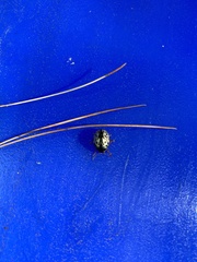 Calligrapha multipunctata