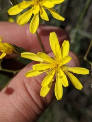 Crepis atribarba