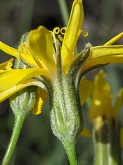 Crepis atribarba
