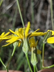 Crepis atribarba
