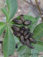 Cassidinae
