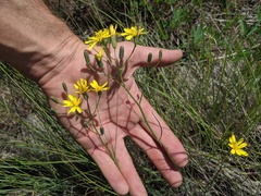 Crepis atribarba
