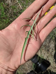 Crepis atribarba