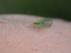 Chrysopini