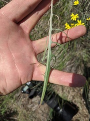 Crepis atribarba