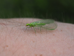 Chrysopini