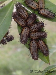 Cassidinae