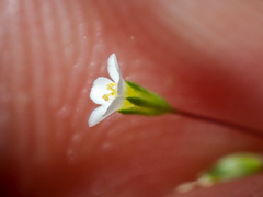Leptosiphon septentrionalis