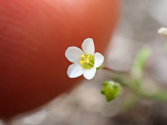 Leptosiphon septentrionalis