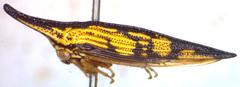 Polyglypta costata