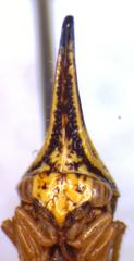 Polyglypta costata