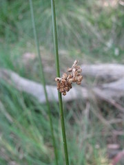 Juncus amabilis