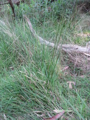 Juncus amabilis