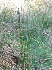 Juncus amabilis