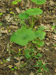 Ranunculus cassubicus
