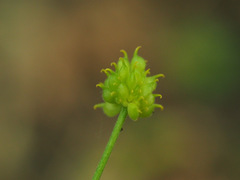 Ranunculus cassubicus