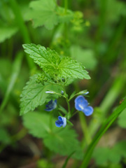 Veronica chamaedrys