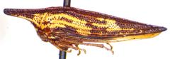 Polyglypta costata