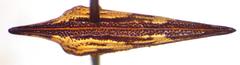 Polyglypta costata
